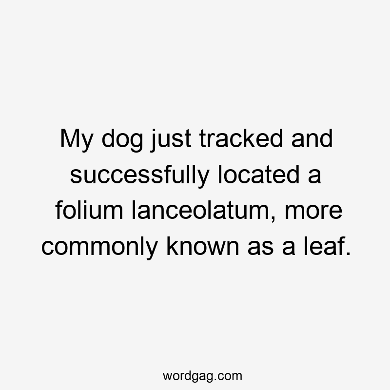 My dog just tracked and successfully located a folium lanceolatum, more commonly known as a leaf.