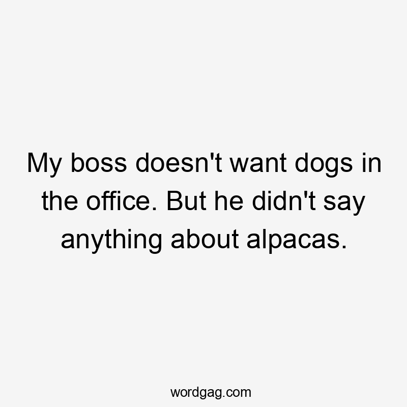 My boss doesn’t want dogs in the office. But he didn’t say anything about alpacas.