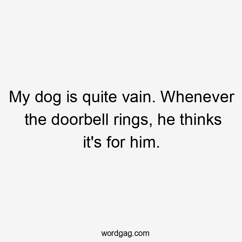 My dog is quite vain. Whenever the doorbell rings, he thinks it’s for him.