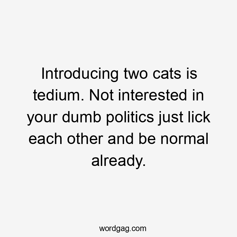 Introducing two cats is tedium. Not interested in your dumb politics just lick each other and be normal already.