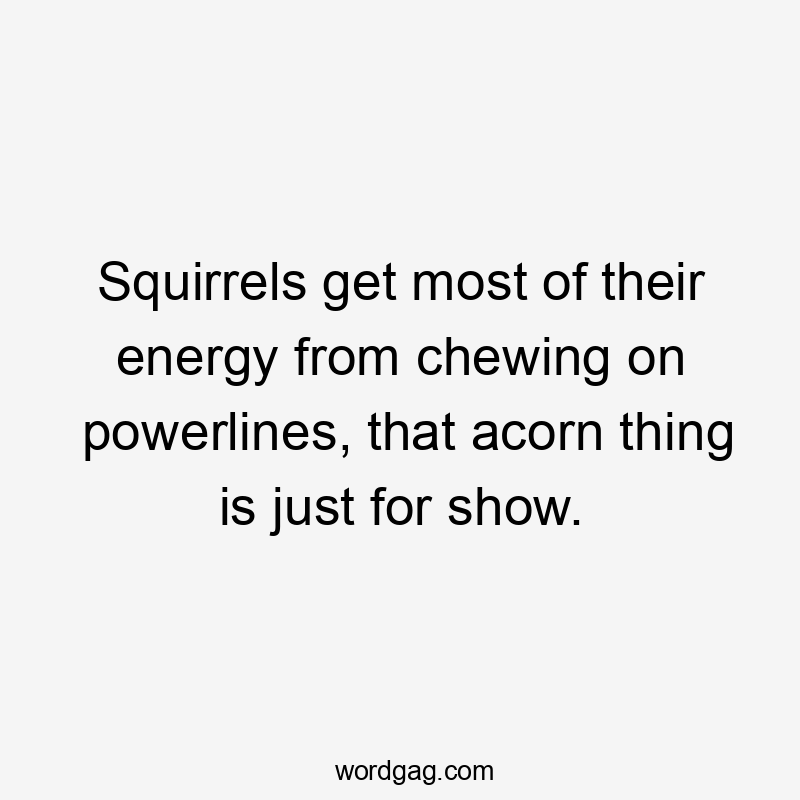 Squirrels get most of their energy from chewing on powerlines, that acorn thing is just for show.