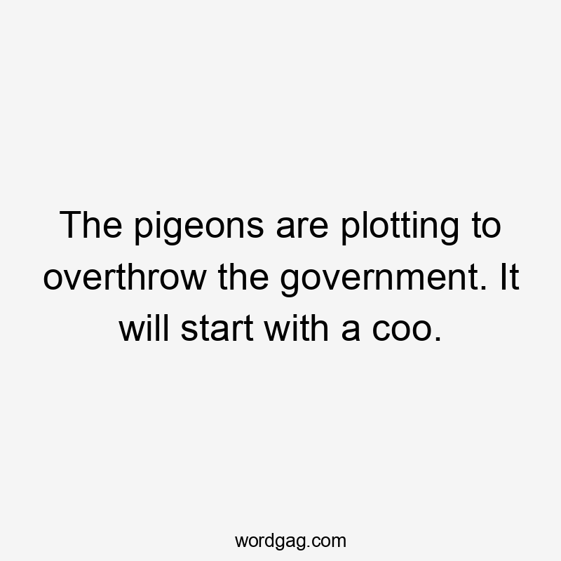 The pigeons are plotting to overthrow the government. It will start with a coo.