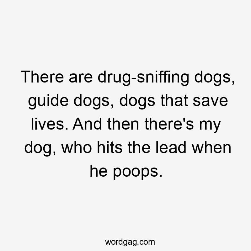 There are drug-sniffing dogs, guide dogs, dogs that save lives. And then there’s my dog, who hits the lead when he poops.