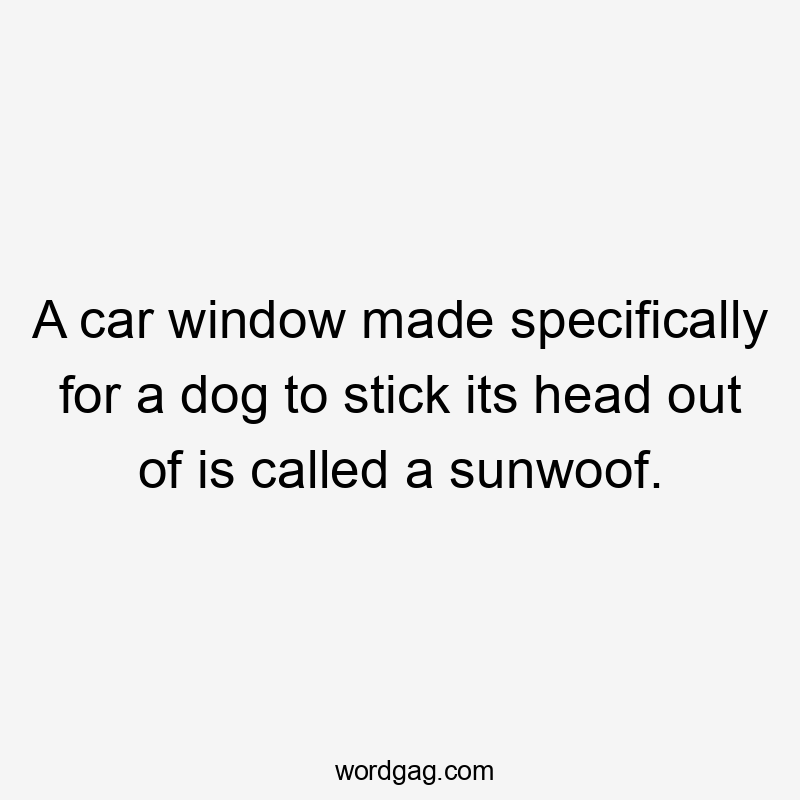 A car window made specifically for a dog to stick its head out of is called a sunwoof.