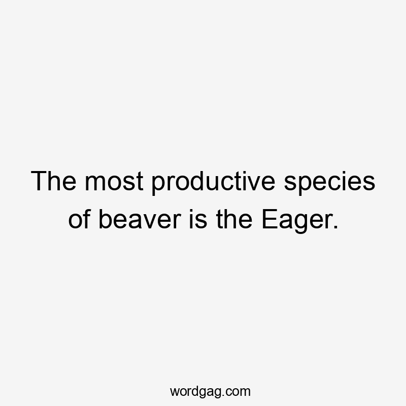 The most productive species of beaver is the Eager.