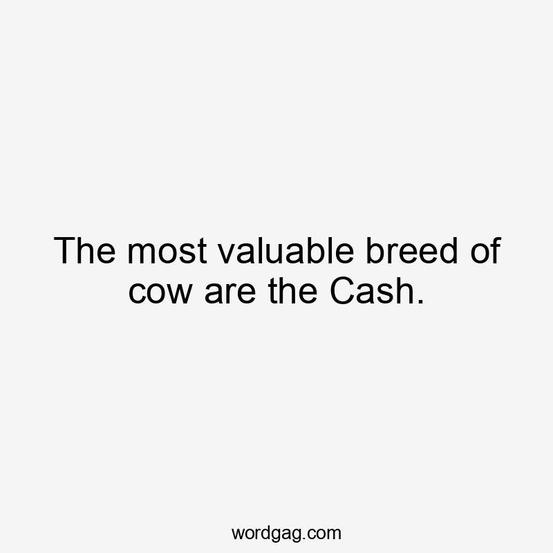 The most valuable breed of cow are the Cash.