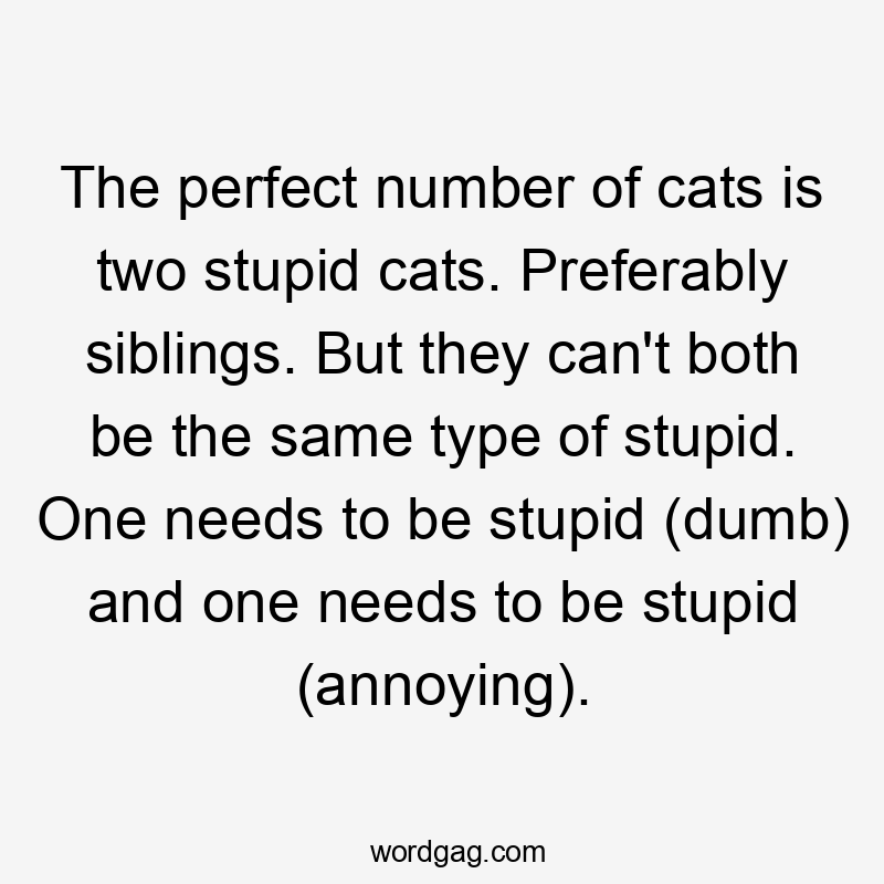 The perfect number of cats is two stupid cats. Preferably siblings. But they can't both be the same type of stupid. One needs to be stupid (dumb) and one needs to be stupid (annoying).