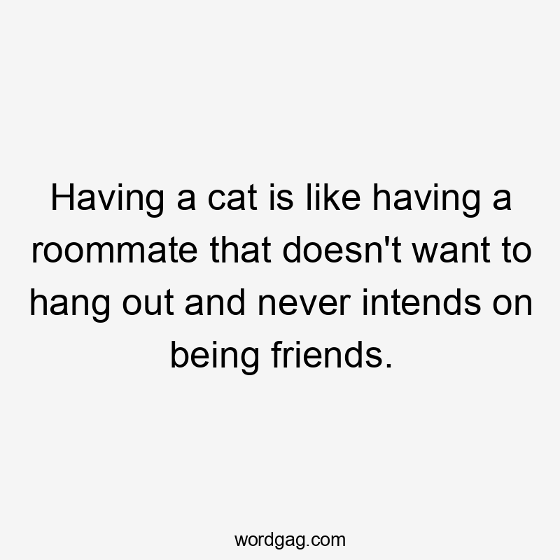 Having a cat is like having a roommate that doesn't want to hang out and never intends on being friends.