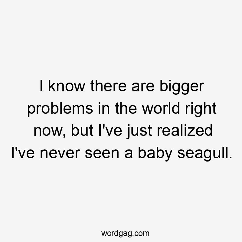 I know there are bigger problems in the world right now, but I've just realized I've never seen a baby seagull.