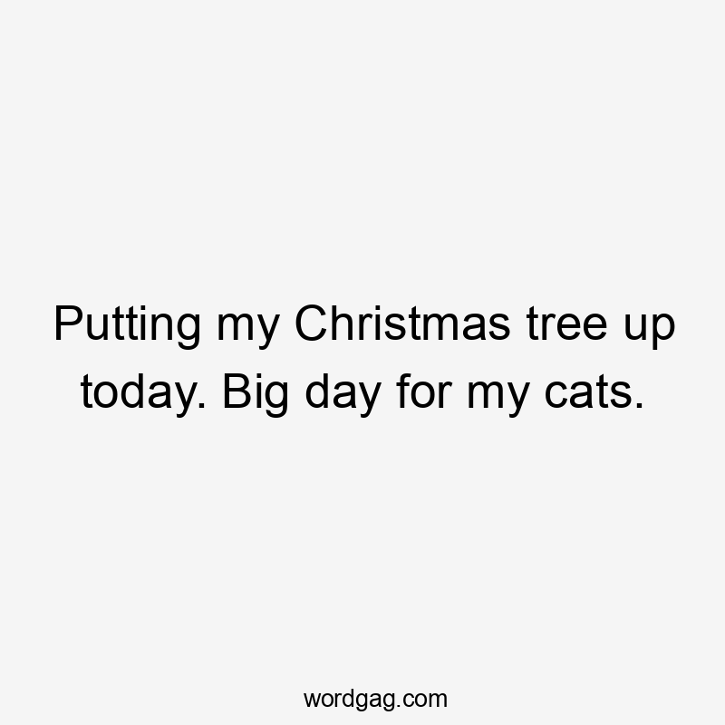 Putting my Christmas tree up today. Big day for my cats.