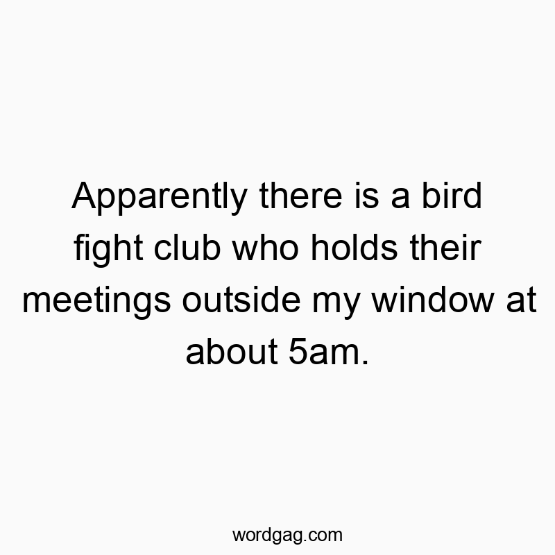 Apparently there is a bird fight club who holds their meetings outside my window at about 5am.