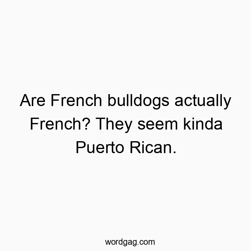 Are French bulldogs actually French? They seem kinda Puerto Rican.