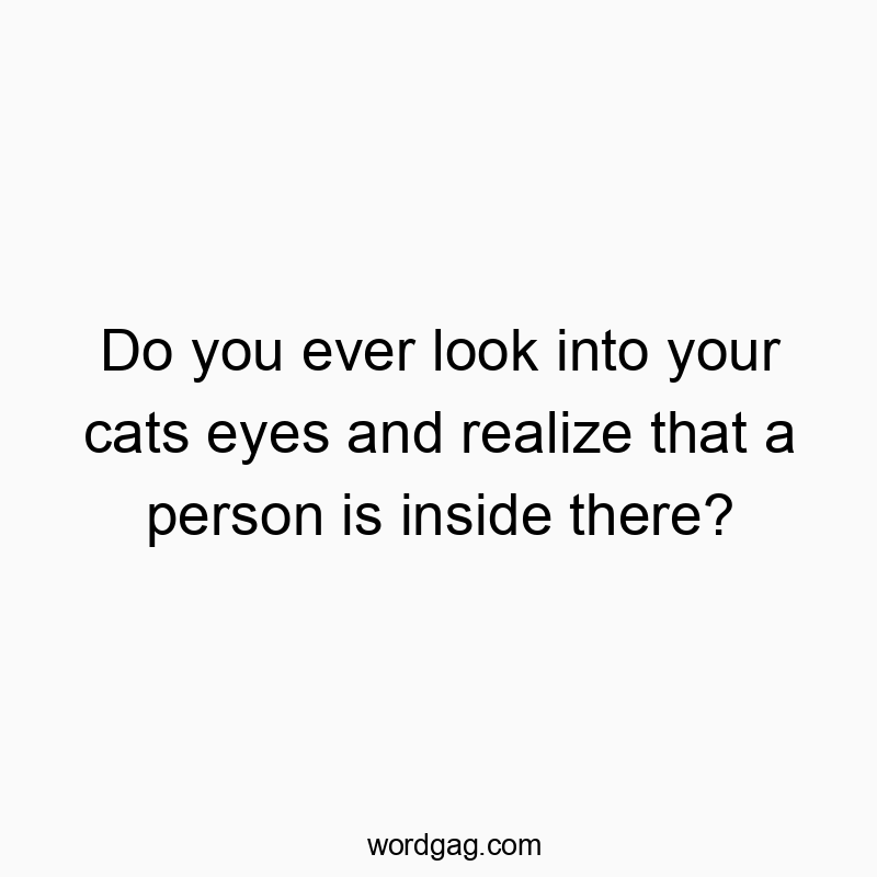 314 Funny ever quotes - Do you ever look into your cats eyes and realize that a per…