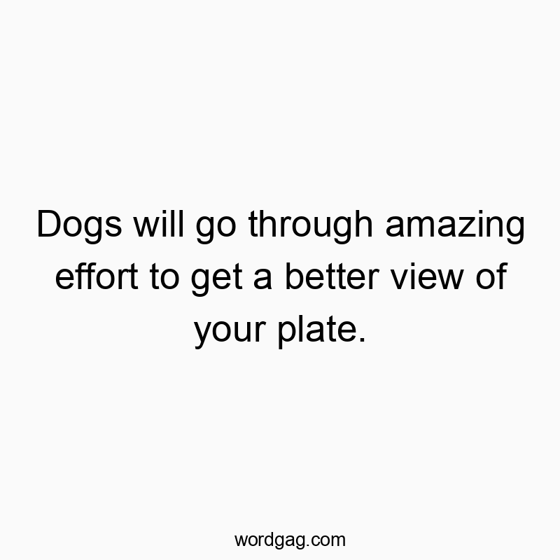 Dogs will go through amazing effort to get a better view of your plate.