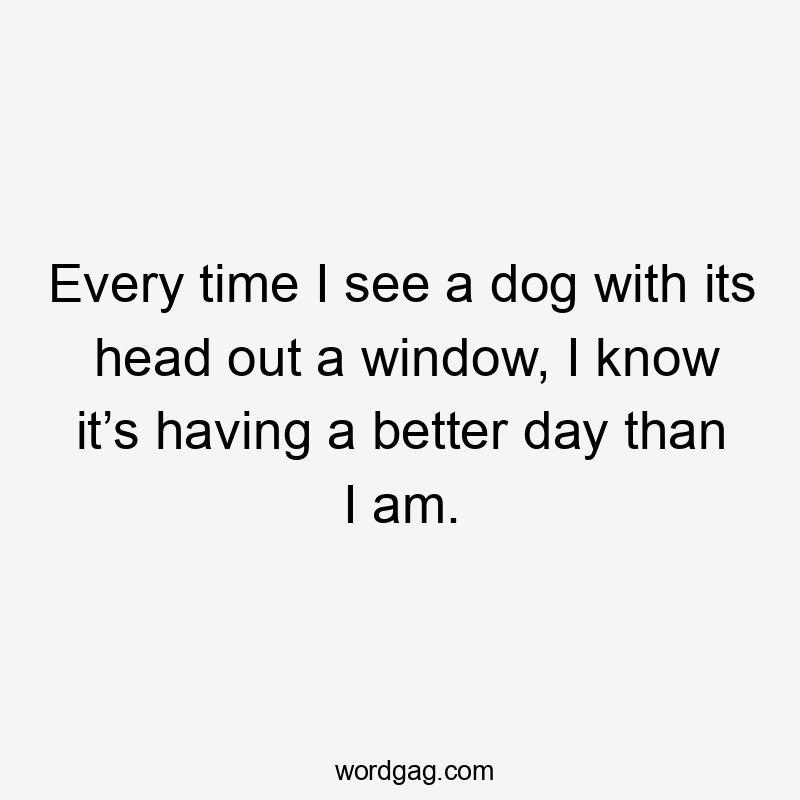 Every time I see a dog with its head out a window, I know it’s having a better day than I am.