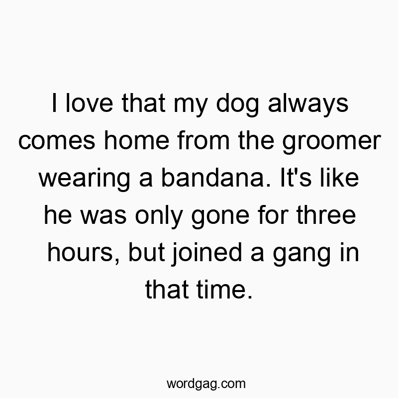 I love that my dog always comes home from the groomer wearing a bandana. It’s like he was only gone for three hours, but joined a gang in that time.