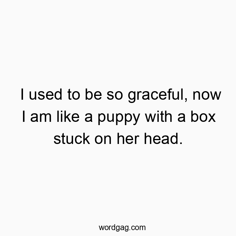 I used to be so graceful, now I am like a puppy with a box stuck on her head.