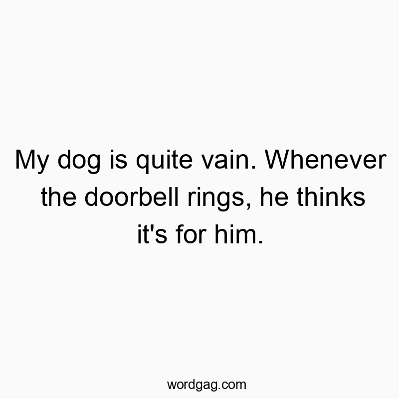 My dog is quite vain. Whenever the doorbell rings, he think…