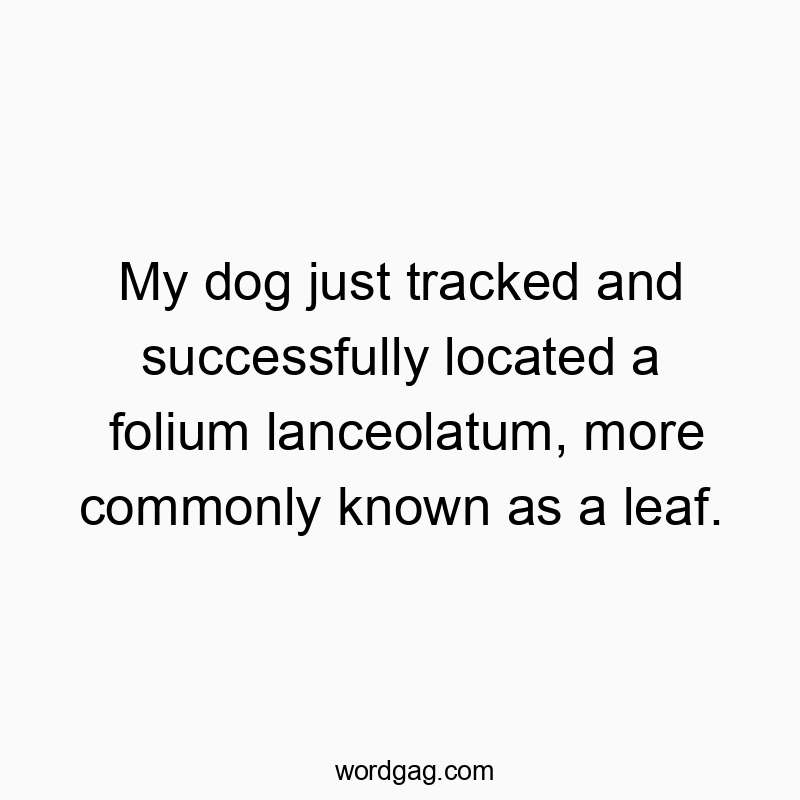 My dog just tracked and successfully located a folium lanceolatum, more commonly known as a leaf.