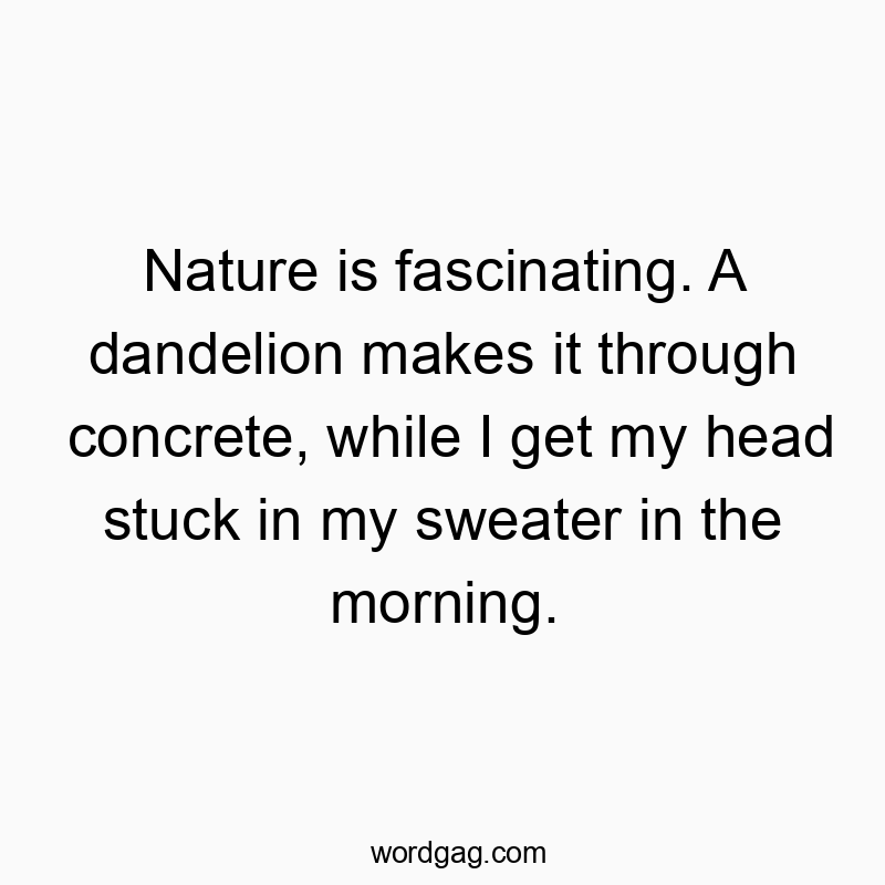Nature is fascinating. A dandelion makes it through concret…