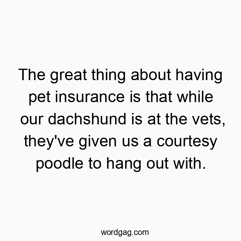 The great thing about having pet insurance is that while our dachshund is at the vets, they’ve given us a courtesy poodle to hang out with.