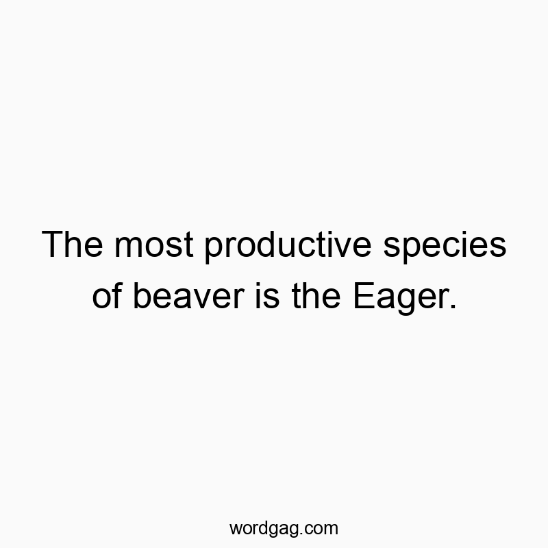 The most productive species of beaver is the Eager.