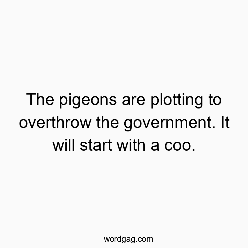 Humorous quote about pigeons plotting against the government with a playful warning.