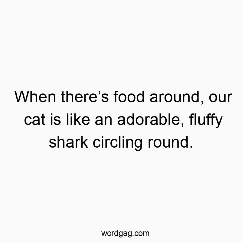 When thereโs food around, our cat is like an adorable, fluffy shark circling round.