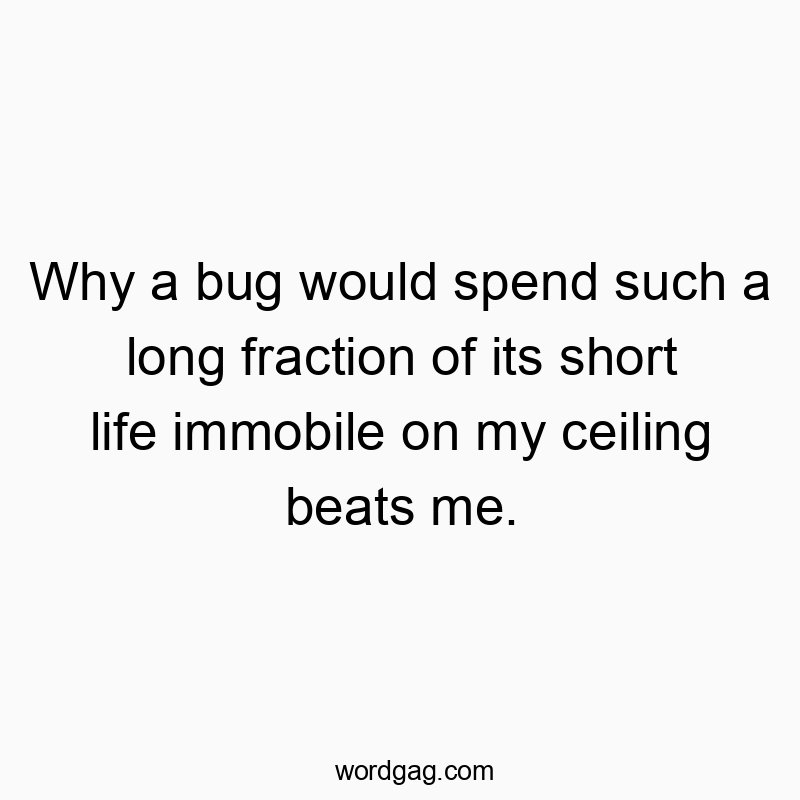 Why a bug would spend such a long fraction of its short life immobile on my ceiling beats me.