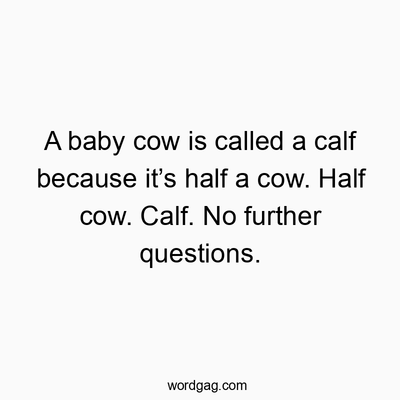 A baby cow is called a calf because it’s half a cow. Half cow. Calf. No further questions.