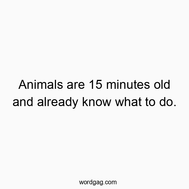 Funny know quotes - Animals are 15 minutes old and already know what to do.