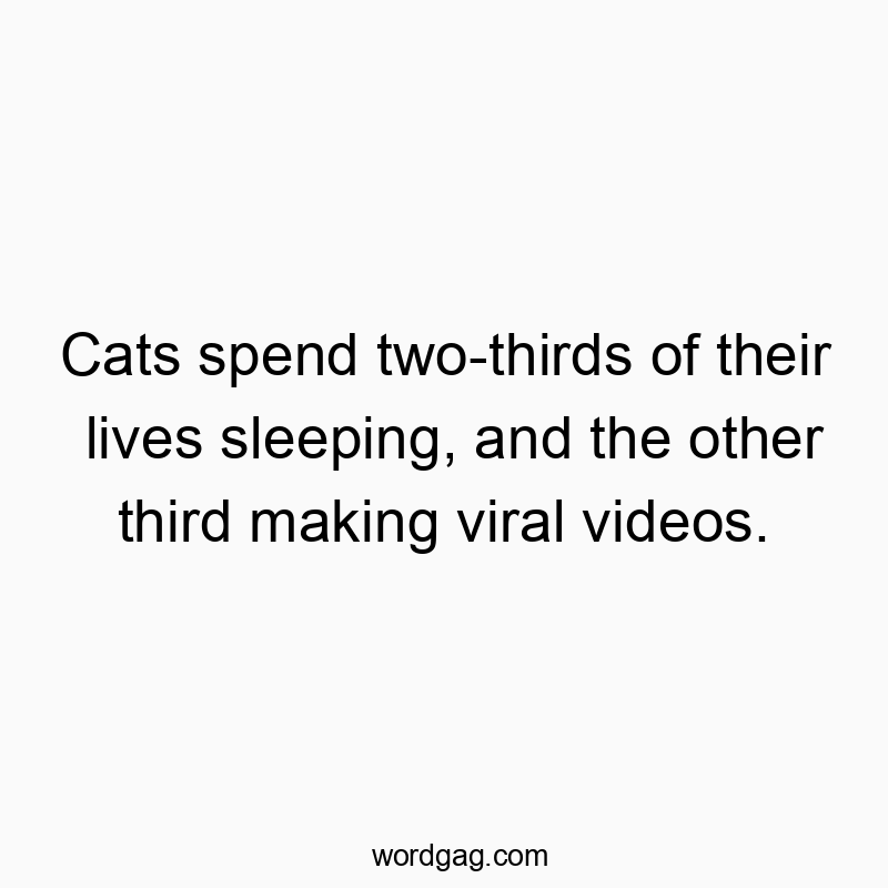Cats spend two-thirds of their lives sleeping, and the other third making viral videos.