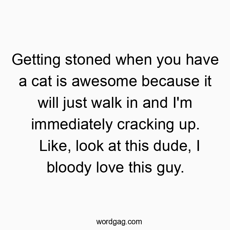 Getting stoned when you have a cat is awesome because it will just walk in and I’m immediately cracking up. Like, look at this dude, I bloody love this guy.