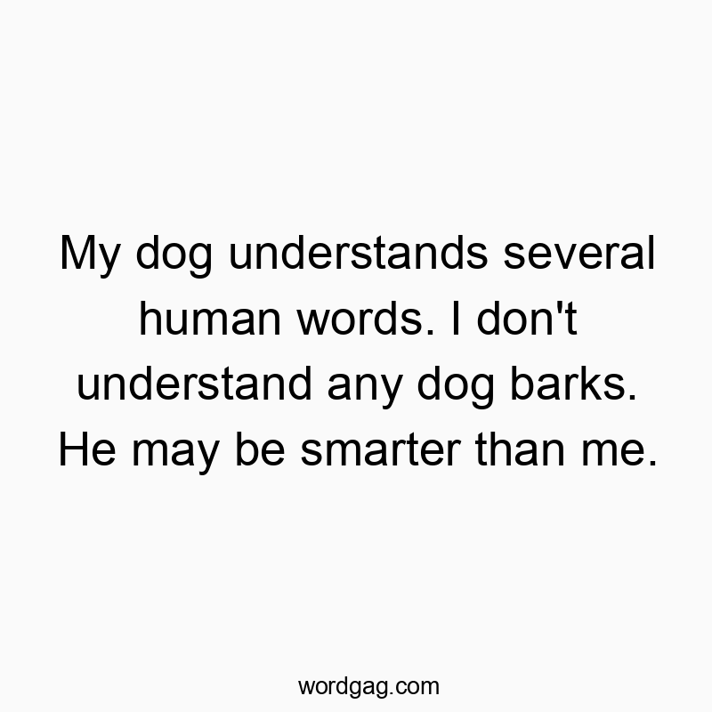 My dog understands several human words. I don’t understand any dog barks. He may be smarter than me.