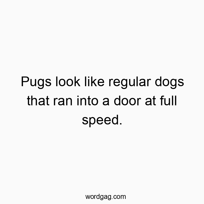 Pugs look like regular dogs that ran into a door at full speed.