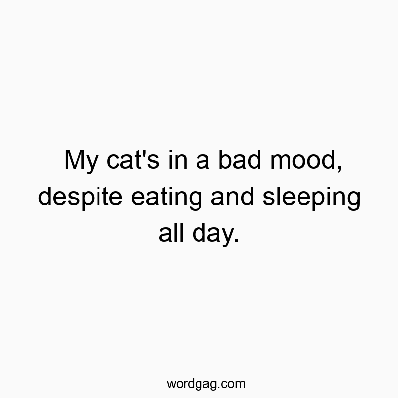 My cat’s in a bad mood, despite eating and sleeping all day.