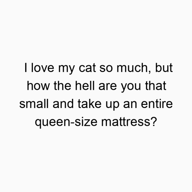12918 Funny humor quotes - I love my cat so much, but how the hell are you that small and take up an entire queen-size mattress?