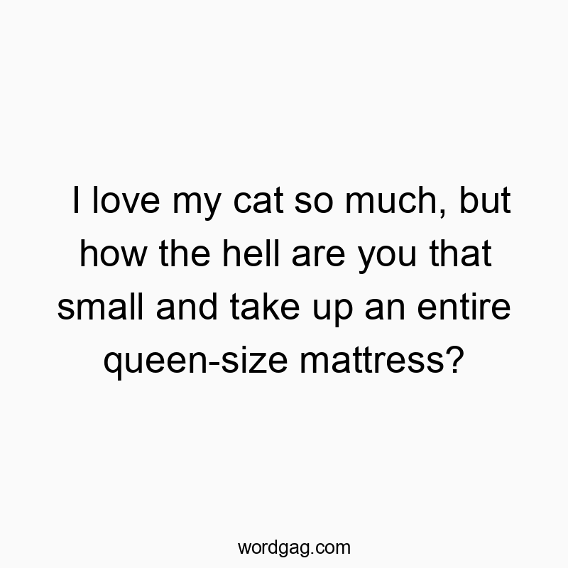 Funny mattress quotes - I love my cat so much, but how the hell are you that small and take up an entire queen-size mattress?