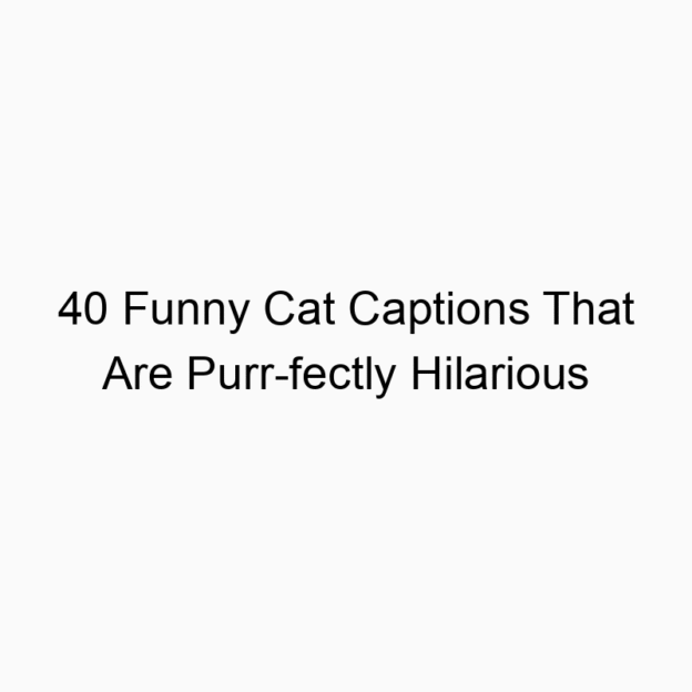 40 Funny Cat Captions That Are Purr-fectly Hilarious