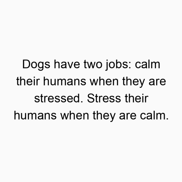 Dogs have two jobs: calm their humans when they are stressed. Stress their humans when they are calm.