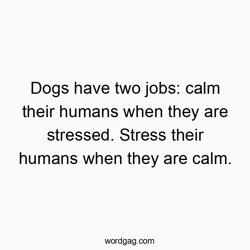 Dogs have two jobs: calm their humans when they are stressed. Stress their humans when they are calm.
