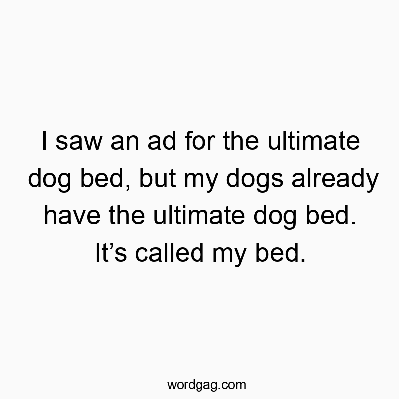 Witty quote about dogs and beds, playful and humorous in tone.