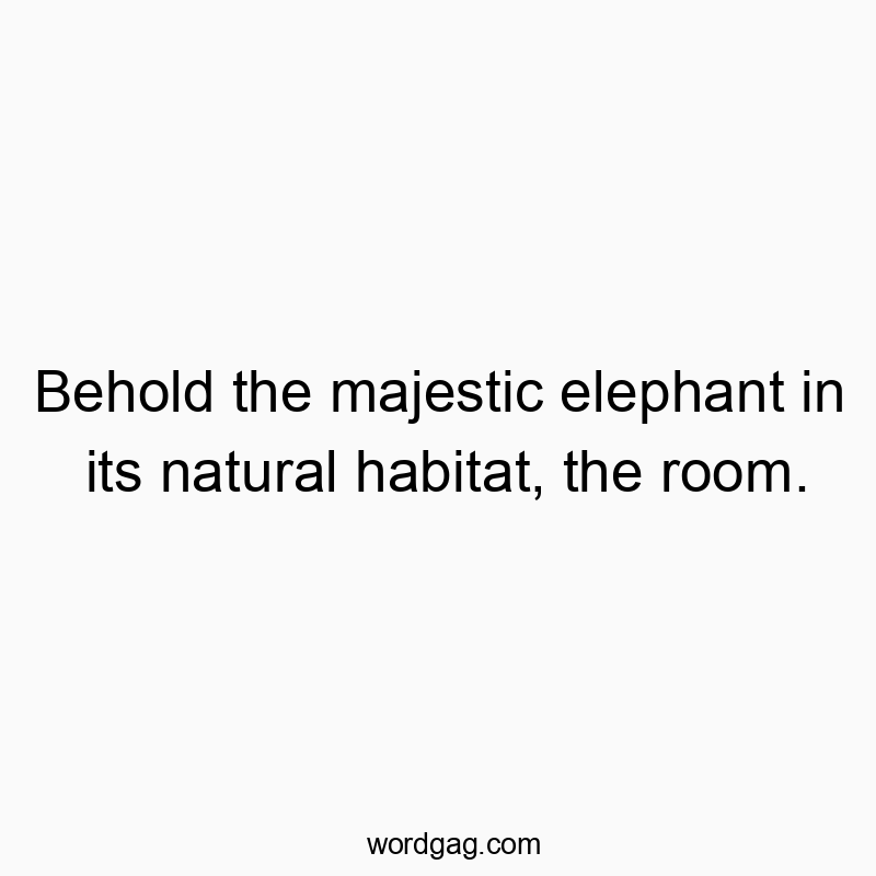 Behold the majestic elephant in its natural habitat, the room.
