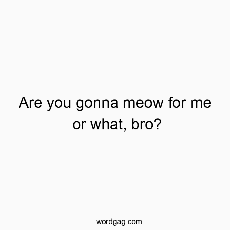 Are you gonna meow for me or what, bro?
