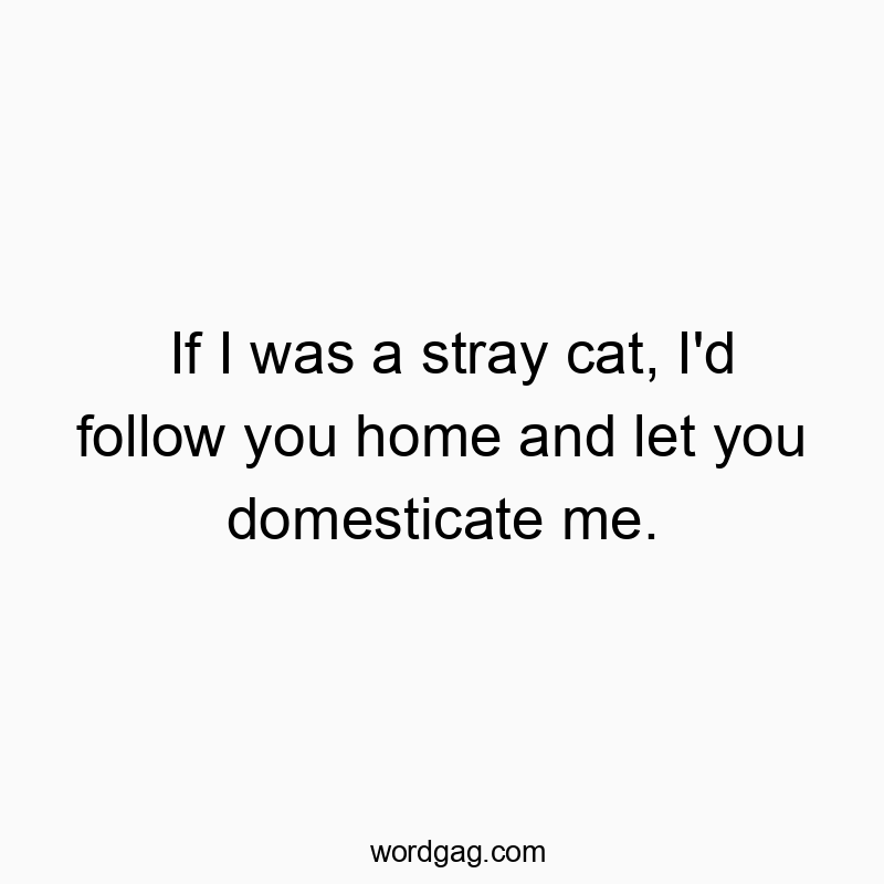 If I was a stray cat, I’d follow you home and let you domesticate me.