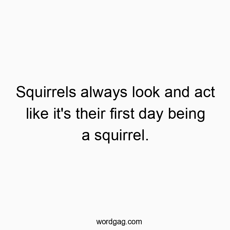 Witty quote highlighting squirrels' playful, clueless demeanor on their first day as squirrels.
